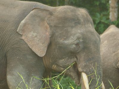 Borneo pgymy elephant, Sukau (5)